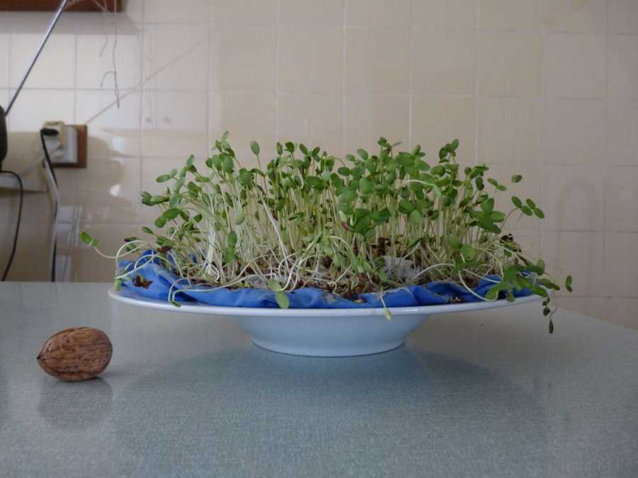 lin germ&eacute; de profil